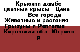 Крысята дамбо цветные крысы › Цена ­ 250 - Все города Животные и растения » Грызуны и Рептилии   . Кировская обл.,Югрино д.
